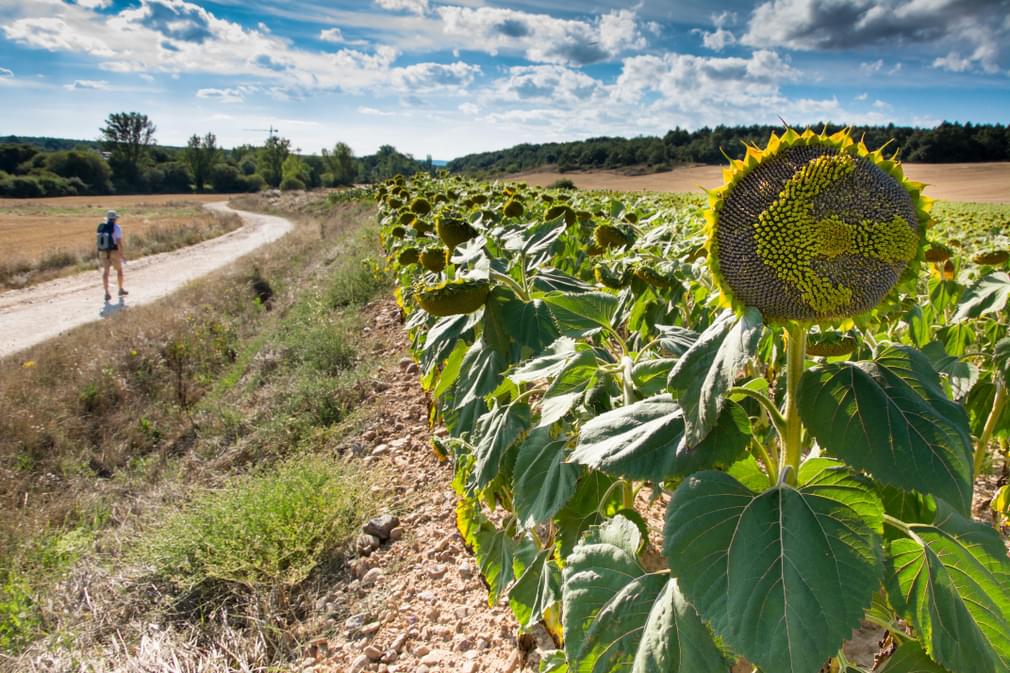 Spain camino de santiago sunflower walker