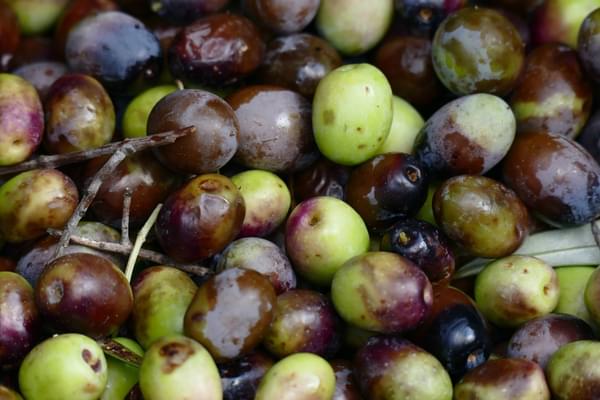 Spain catalonia freshly picked olives copyright Thomas Power Pura Aventura w2142autocompress2 Cformatfitcropdm1601290457sca9b27d151c6872d0b6507408eb2d20c