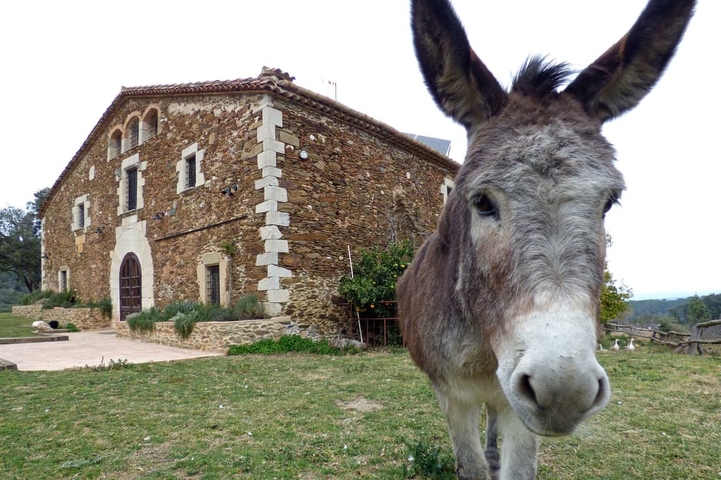 Spain catalonia girona empurda donkey gavarres arriving madremanya