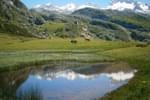 Spain picos de europa lagos de covadonga grazing cows
