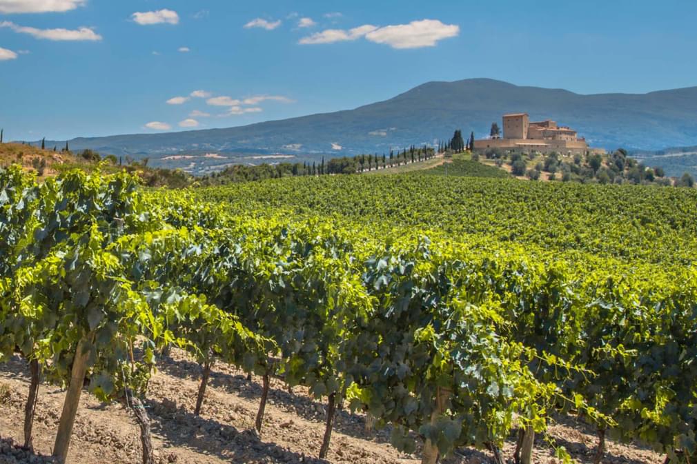 Spain rioja castle overseeing vineyards with rows of grapes from a hill on a clear summer day20180829 76980 1wfutdt