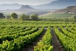 Spain rioja vineyard and san vicente de la sonsierra as background la rioja 20180829 76980 d8g8f4