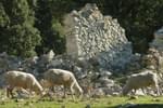 Spain andalucia sheep cortijo zuheros walk copyright chris bladon pura aventura