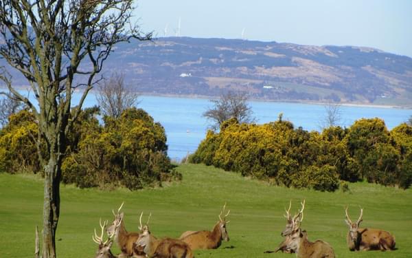 Walk 1 - Deer At Lochranza