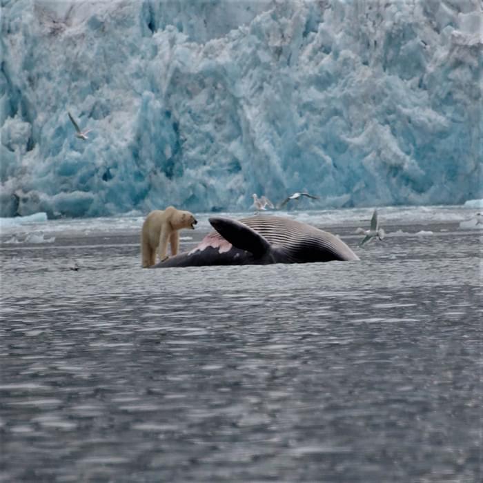 Polar bear feast on dead whale at Magdalenefjord