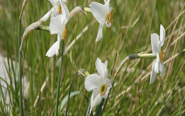 4 The Meadows Are Full Of Poets Narcissus In Early Summer