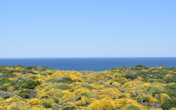 Carpet Of Flowers On The Clifftops Of Costa Vicentina