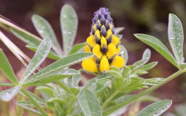 Edible Yellow Lupin Often Seen En Masse Grown As A Crop
