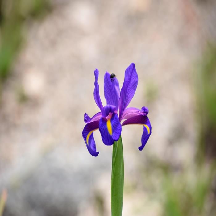 IUCN Red Listed Peneda Geres Iris