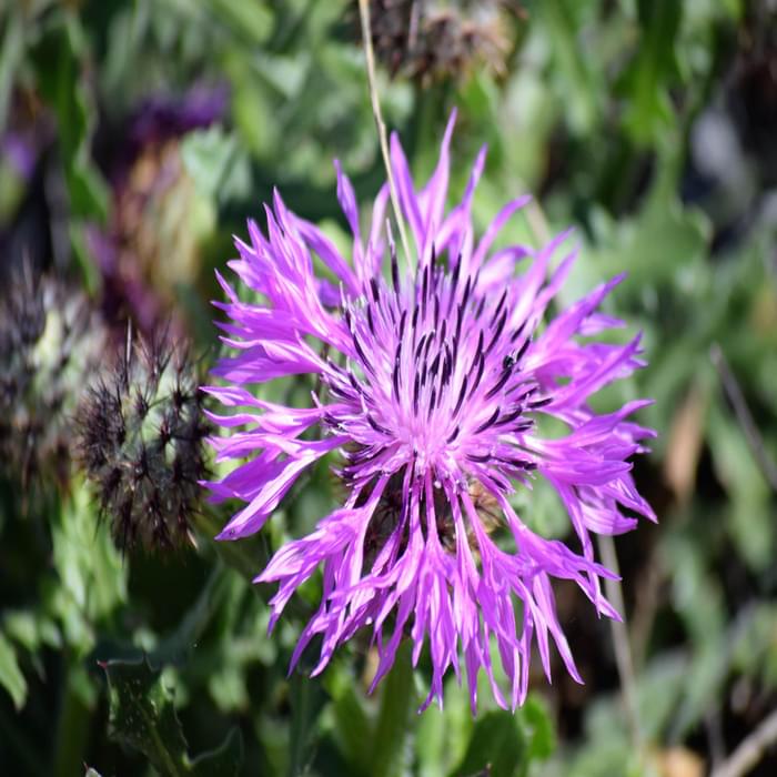 IUCN Red Listed Type Of Knapweed Limited To Costa Vicentina