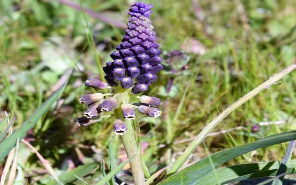 Tassel Hyacinth Found All Over Portugal