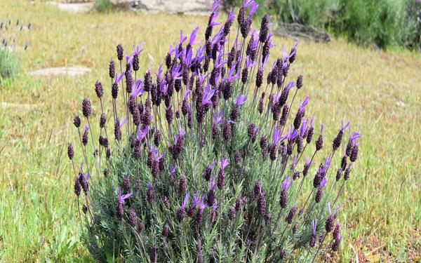 The Aromatic Topped Or French Lavender