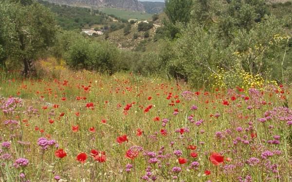 Andalucia Wildflowers Near Ronda In Springtime