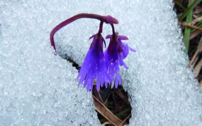 Alpine Snowbell