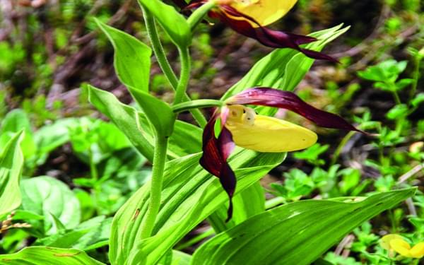 Ladys Slipper Orchid