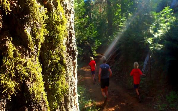 Running Amongst The Redwoods