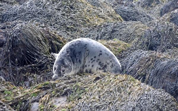 5 Seals Are Often Seen Along The Shore