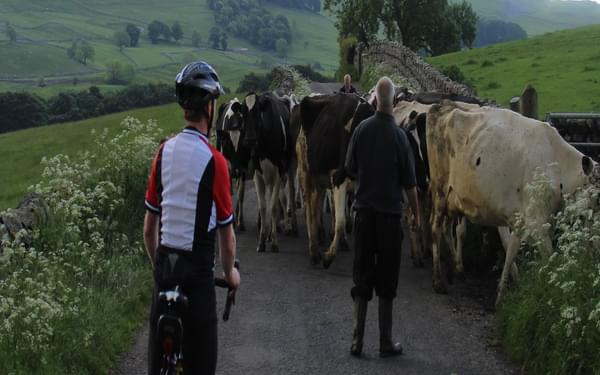 004 Ey Up Cows On T Road An Early Delay En Route To Settle