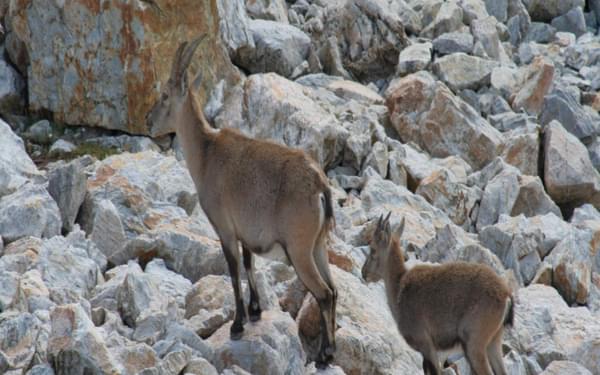 4 Female Ibex And Young With Short Horns