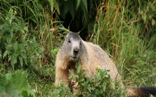 6 Marmots Are Always A Delight