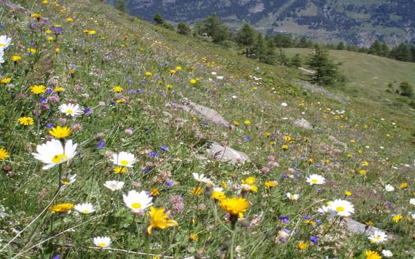 Fantastic Flower Meadows In The Maurienne