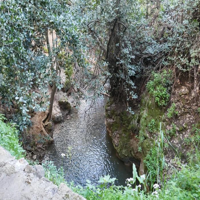 P009 The Springs At Schevi Pools Near The Entrance To The River Amud National Park