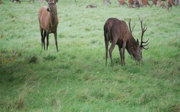 The deer of Studley Royal