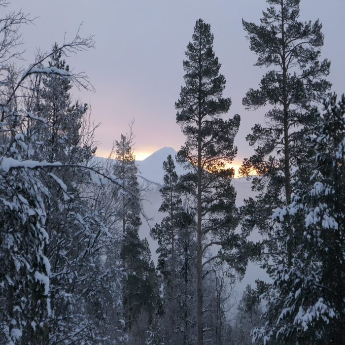 Back into the forests in mid Norway