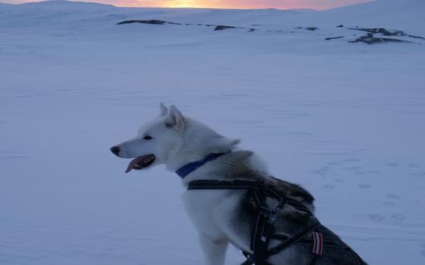 First days with Joker the Greenlandic husky wonder dog