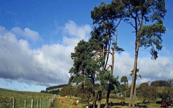 Scots pines stand beside a grassy track on the way towards Hope’s Castle Farm