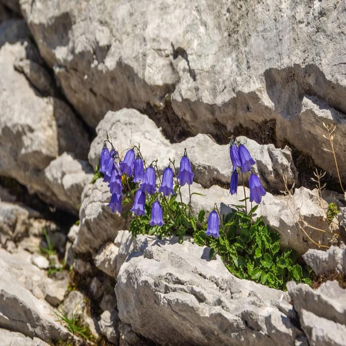 Only hardy plants like these bellflowers manage to find a foothold in the limestone