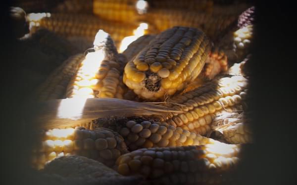 Precious maize cobs in store
