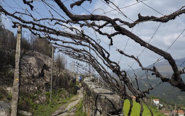 Overhead vines near Arado