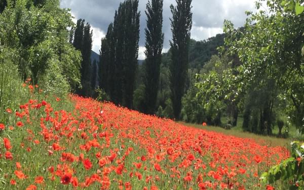 The quiet and lush Valnerina, home to fishing, mountain biking, pilgrimage walking and poppies. (Way of St Francis/Via di Francesco)