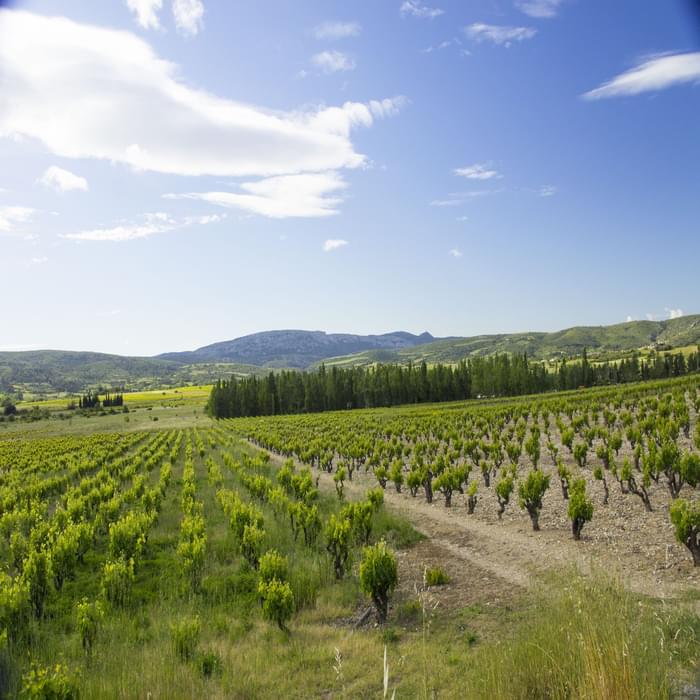 Vineyards of the Cathar region
