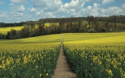 From Nuffield the Ridgeway heads across open fields (photo: Steve Davison)