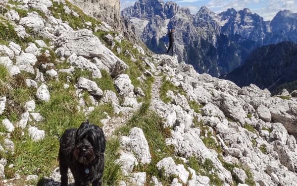 With his broad paws and natural agility Khampa is well suited to the mountains - In the Dolomites, South Tyrolia