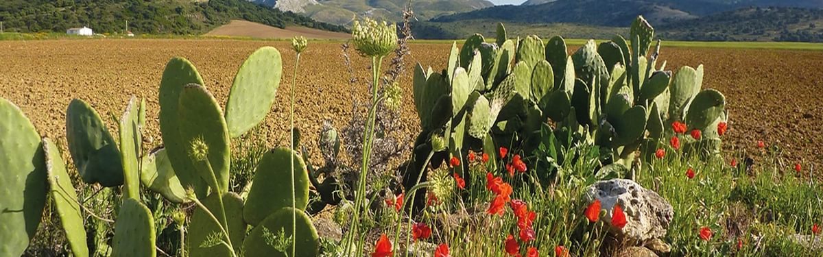 The fertile plain between La Sierra de las Nieves and Ronda (Day 12)
