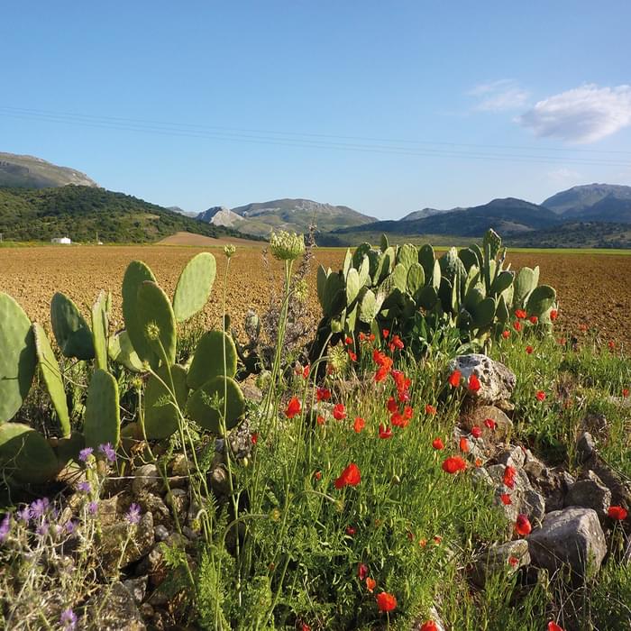 The fertile plain between La Sierra de las Nieves and Ronda (Day 12)