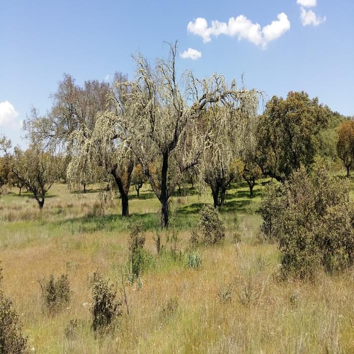 Lichen-covered oaks in Dehesa