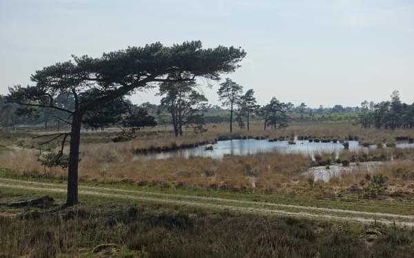 Grenspark De Zoom Kalmthoutse Heide (Flanders)