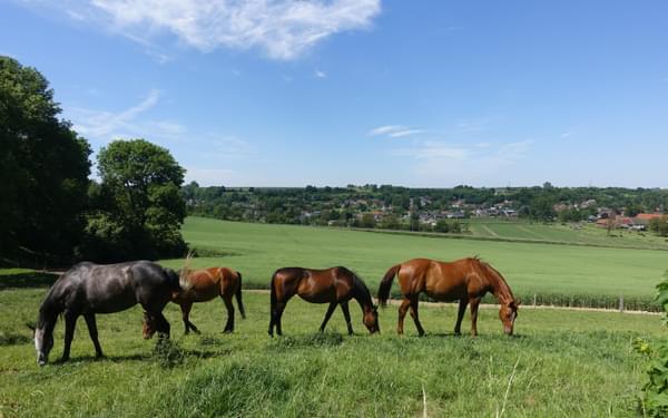 Horses graze near Wonck (Wallonia)
