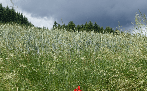 Poppies defy the coming storm