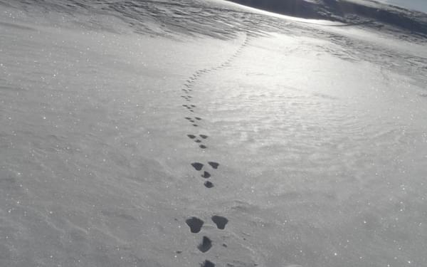 Mountain hare tracks in the Haute Maurienne