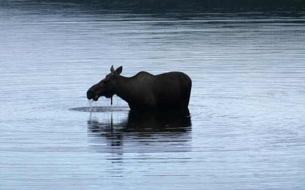 Moose Having Breakfast In Wonder Lake
