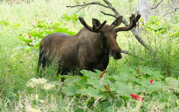 Moose On The Cycle Path In Anchorage