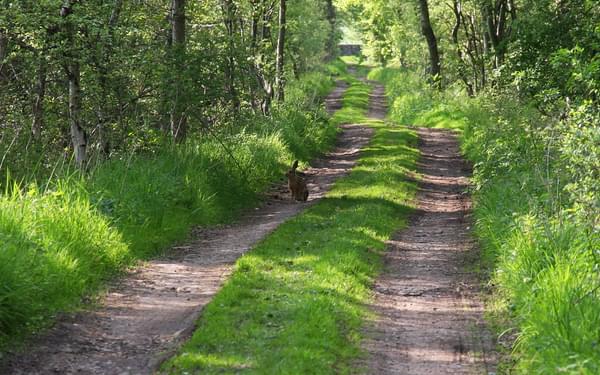 Pic13 Hare On A Track Near Langwathby