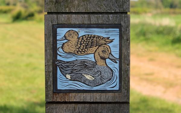Pic16 The Birdlife Of The Eden Valley Is Celebrated In This Waymarker Panel Created By Artist Pip Hall As Part Of The Eden Rivers Trusts Discover Eden Project