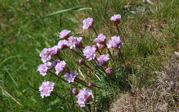 Pic6 Sea Thrift Bursts Into Vivid Pink Blooms On The Solway Marshes In Late Spring And Early Summer