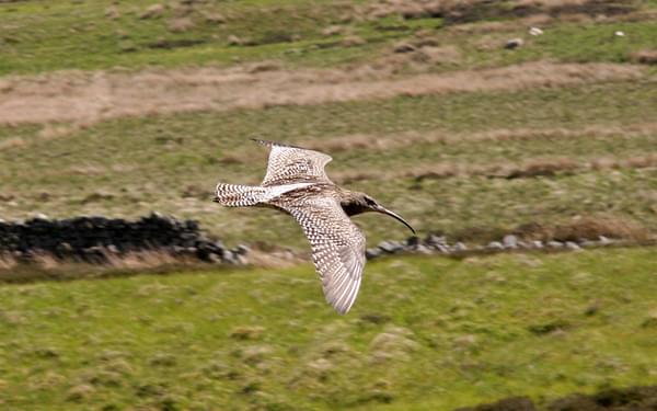 Pic8 Curlew In Geltsdale